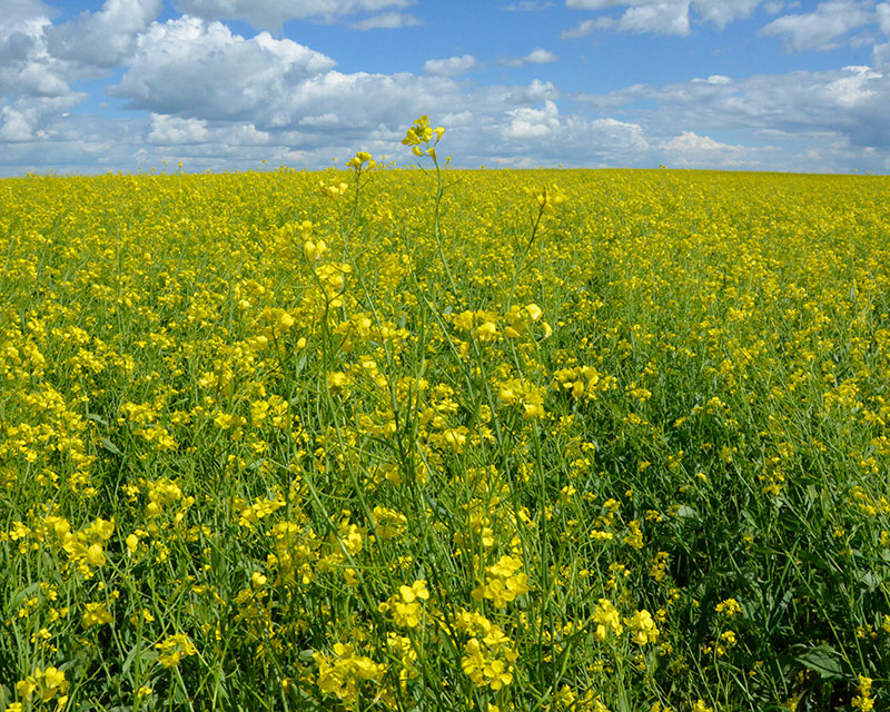 Brown Mustard 2 web