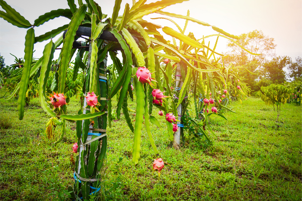 Dragon Fruit 2 web