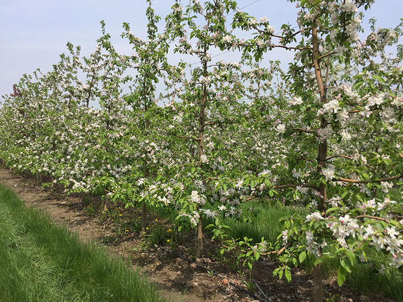 MTG blooming trees web