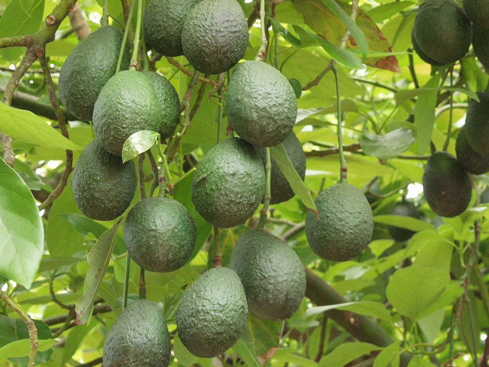 Meet the growers avocado 3 web