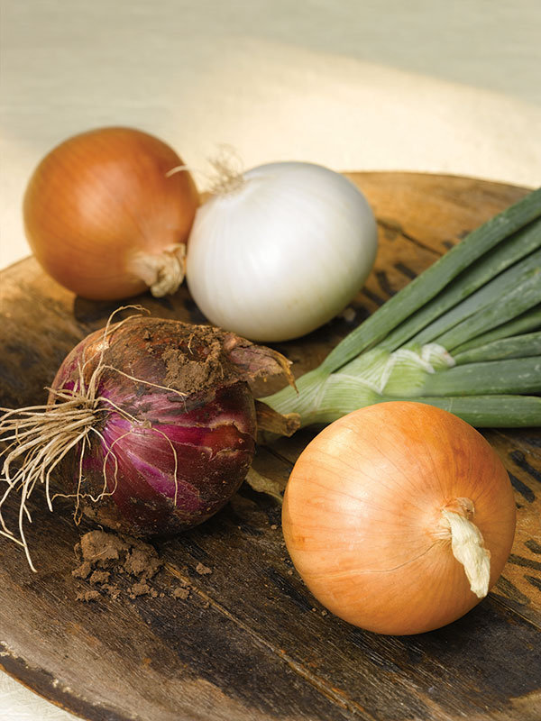Meet the growers onion web