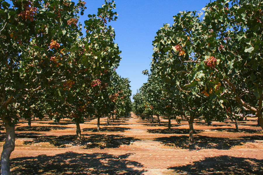 ORCHARDS 03 web