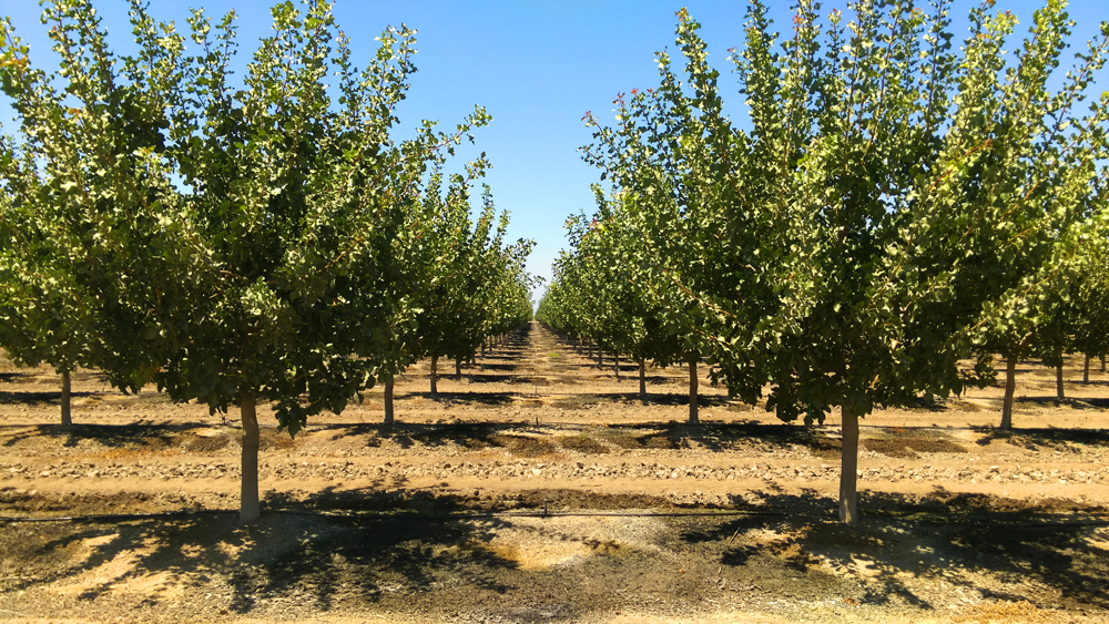 Orchard Shot far 2 web