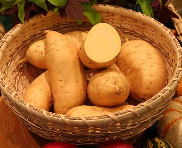 White sweet potato