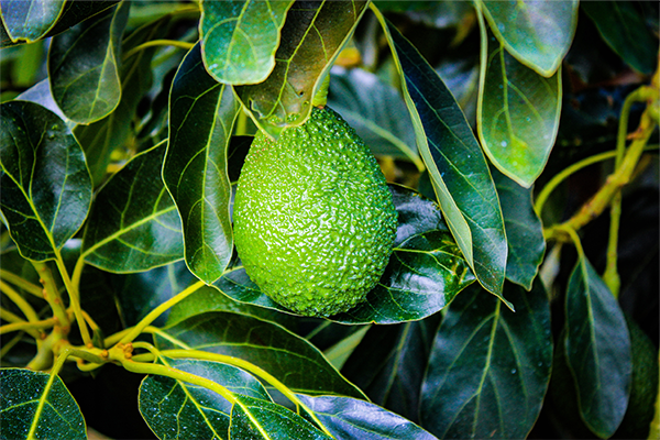 avocado on branch