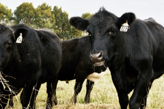 Cows Australia Rancher