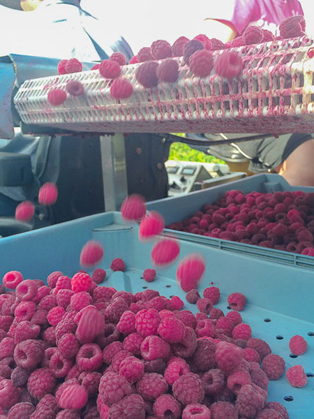 raspberry harvest belt on picker web