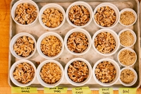 Cracking Open the Culinary Potential of Walnuts: Journey from Orchard to Plate