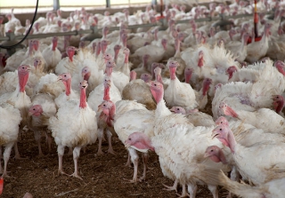 The Cyclical Nature of Turkey Farming