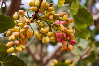 Meet the Grower: Setton Pistachio of Terra Bella, Inc. in Terra Bella, Calif.