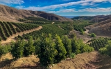 Growing Avocados with Wonder and Appreciation