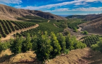 Growing Avocados with Wonder and Appreciation