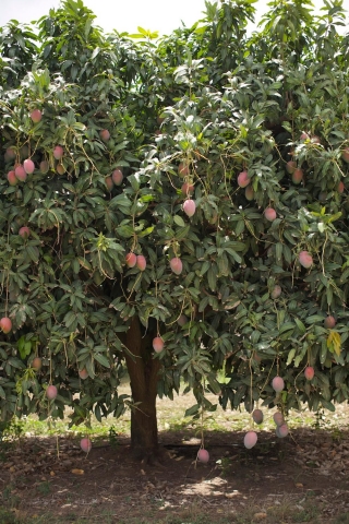 Growing Mangos in Puerto Rico