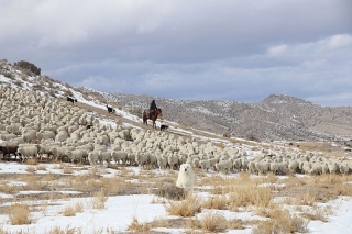 Sheep Ranching Today is Like Traveling Back in Time