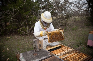 A Beekeeper’s Sweet Story