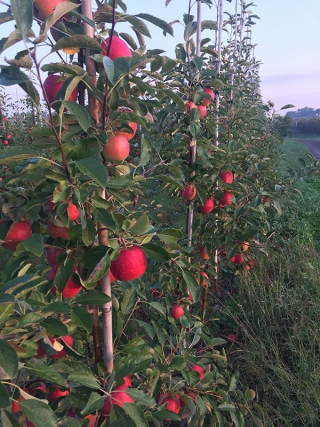 The Changing Varieties in an Apple Orchard